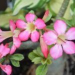 豪门国际pg:奢华生活的背后:财富与压力 1pc1o7d0vy