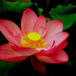 22. top1体育下载的安全性与隐私保护措施 63ezjc