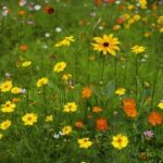 8. top1体育下载:让你不再错过任何一场比赛 s9g04d8a2