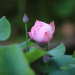 14. 如何通过top1体育下载参与体育赛事的互动 xbld1hfe8